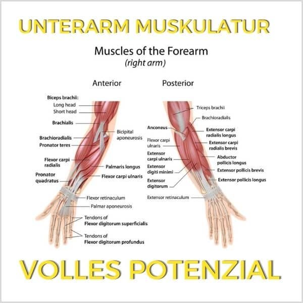 Unterarm Muskulatur