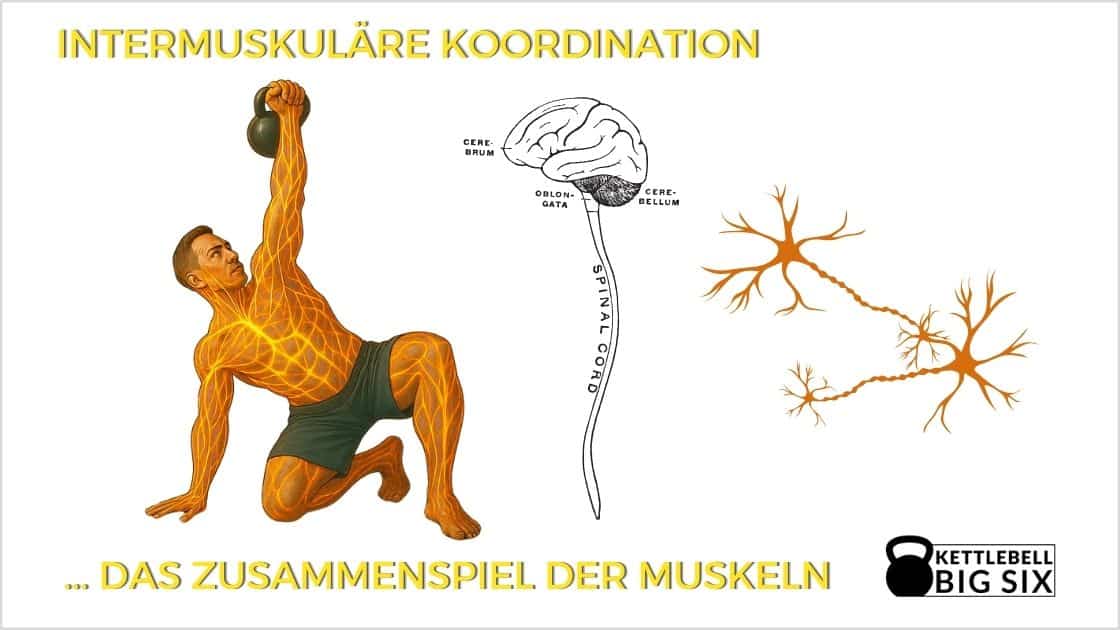 Intermuskuläre Koordination